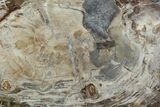 Thick-Cut, Petrified Wood Round #107975-1